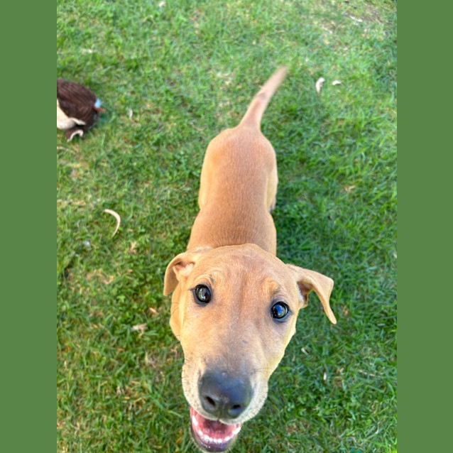 Photo of Twistie