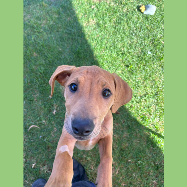 Photo of Twistie