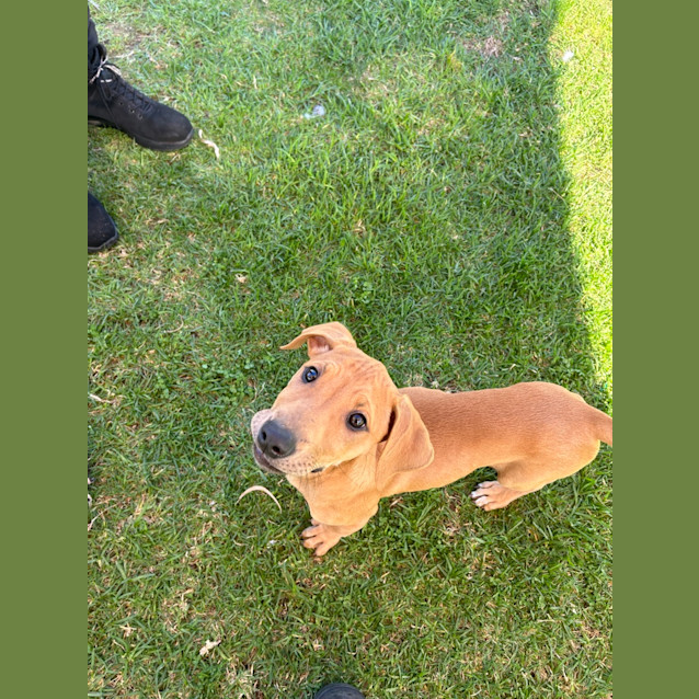Photo of Twistie