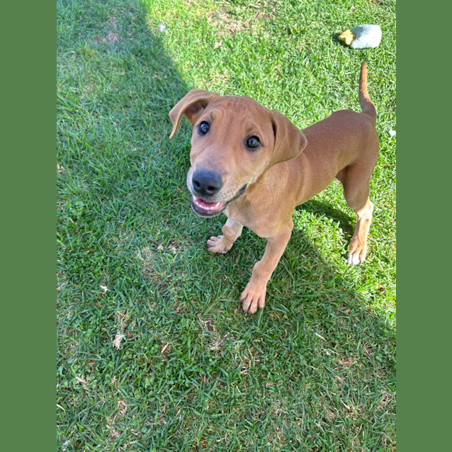 Photo of Twistie