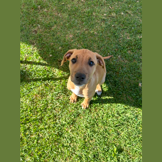 Photo of Cheeto