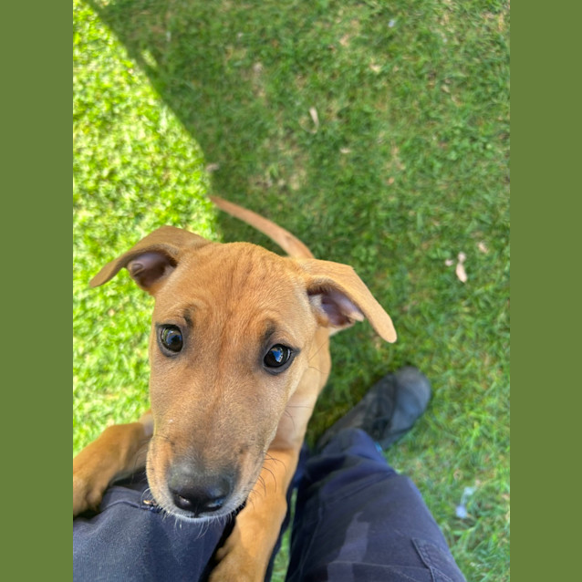Photo of Cheeto