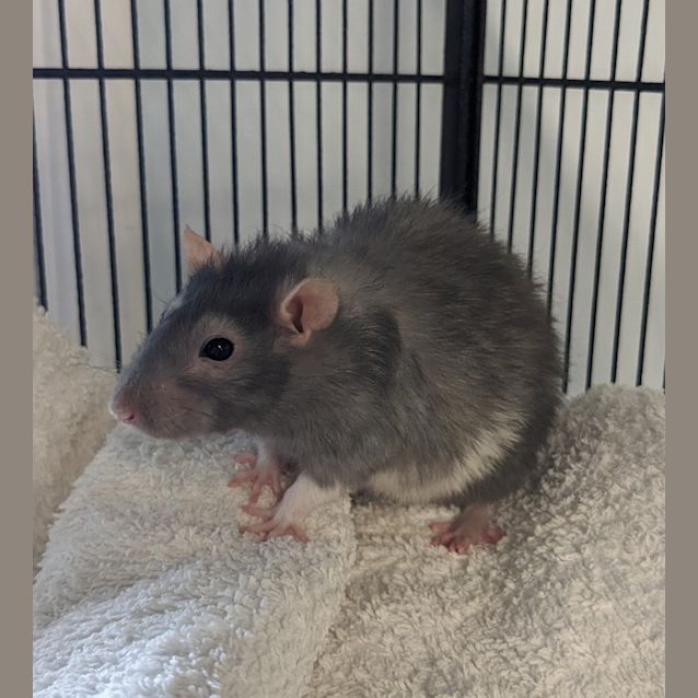 Photo of Wombat