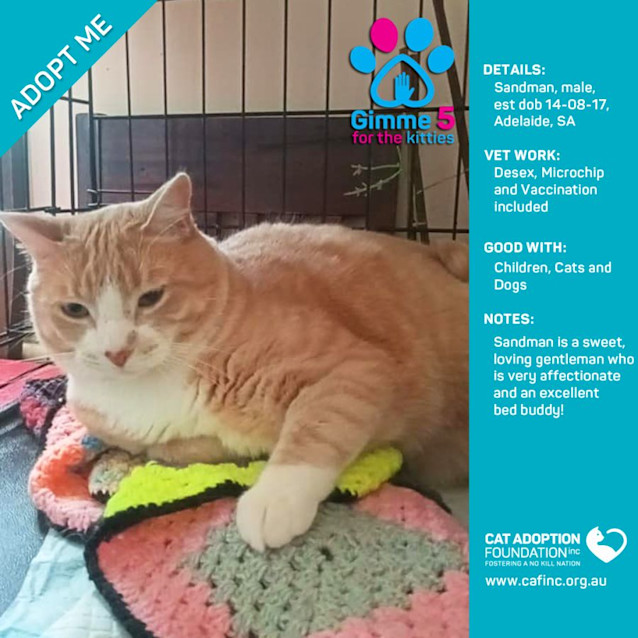 Photo of Sandman Only $39 Limited Time!