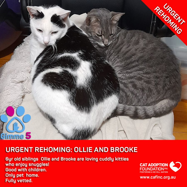 Photo of Ollie And Brooke Private Rehoming No Charge!
