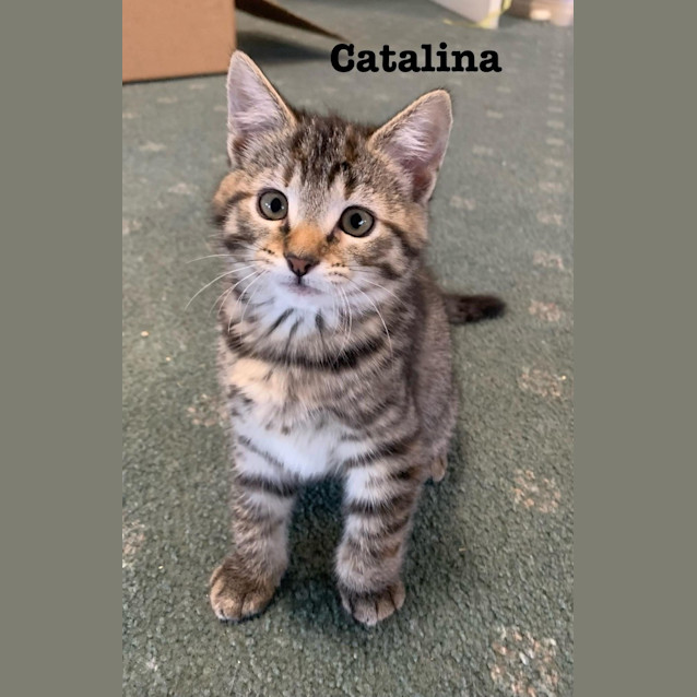 Photo of Catalina