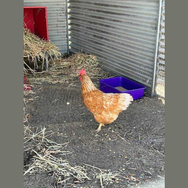 Photo of Jolene