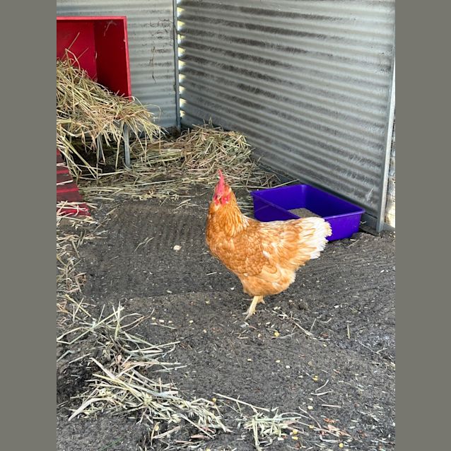 Photo of Jolene