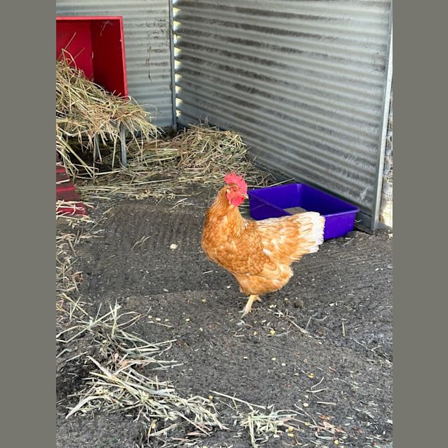 Photo of Jolene