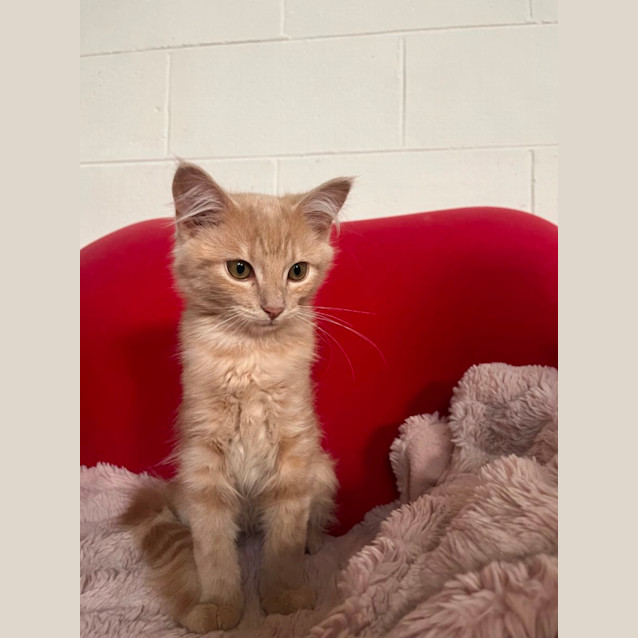 Photo of Fred Meet Me At Petstock Chelsea Store