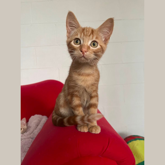 Photo of Fred Meet Me At Petstock Chelsea Store