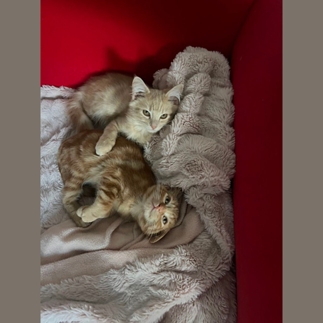 Photo of Fred Meet Me At Petstock Chelsea Store