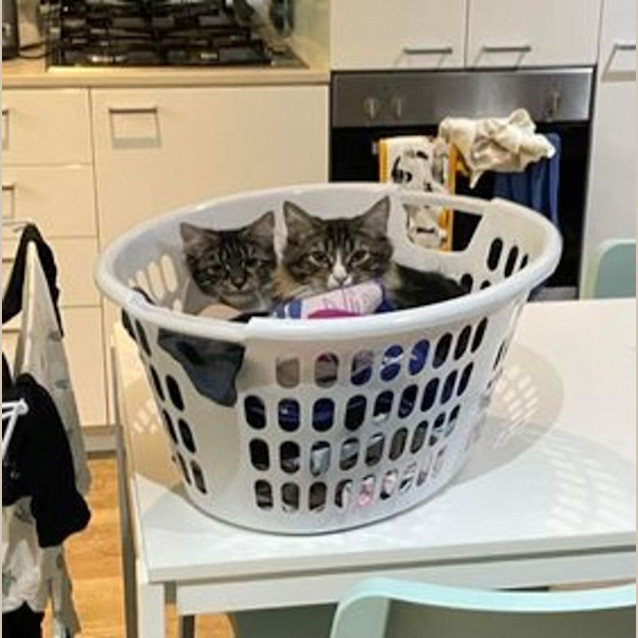 Photo of Bailey & Clove