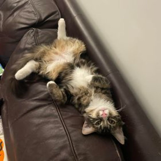 Photo of Bailey & Clove