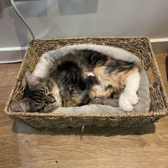 Photo of Bailey & Clove