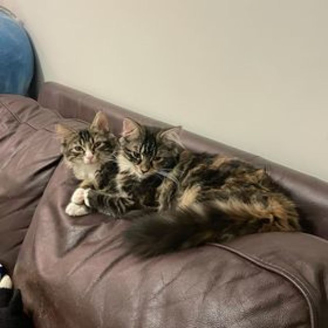 Photo of Bailey & Clove