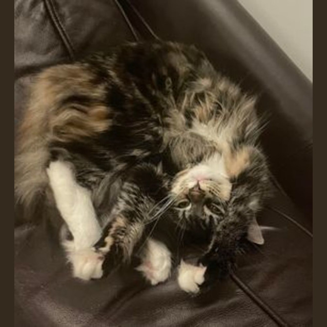 Photo of Bailey & Clove