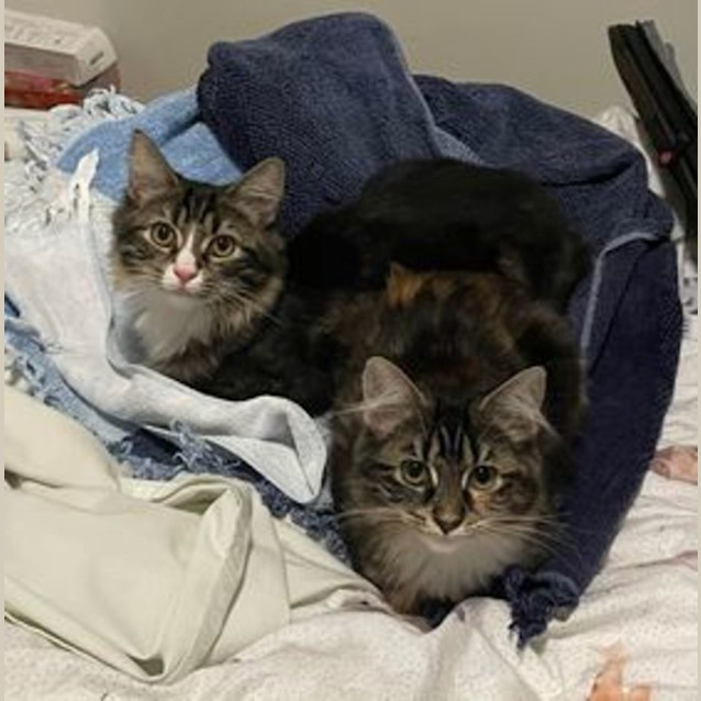 Photo of Bailey & Clove