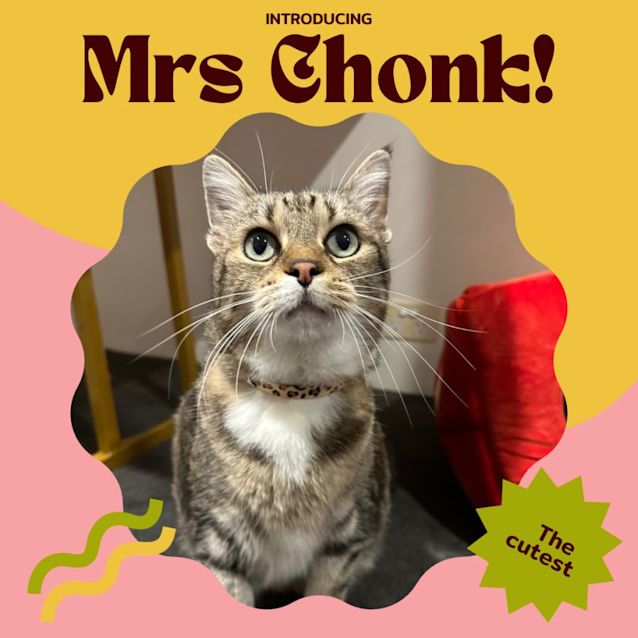 Photo of Mrs Chonk 🎀🌸🩷