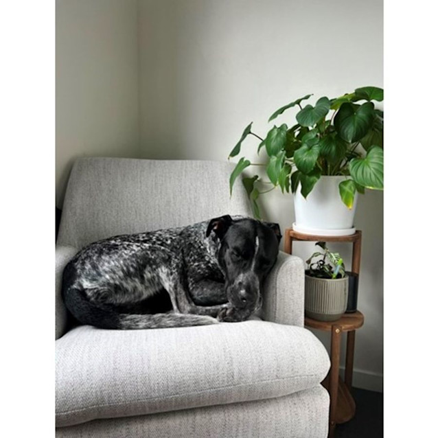 Photo of Seamus *$250 Adoption Fee*