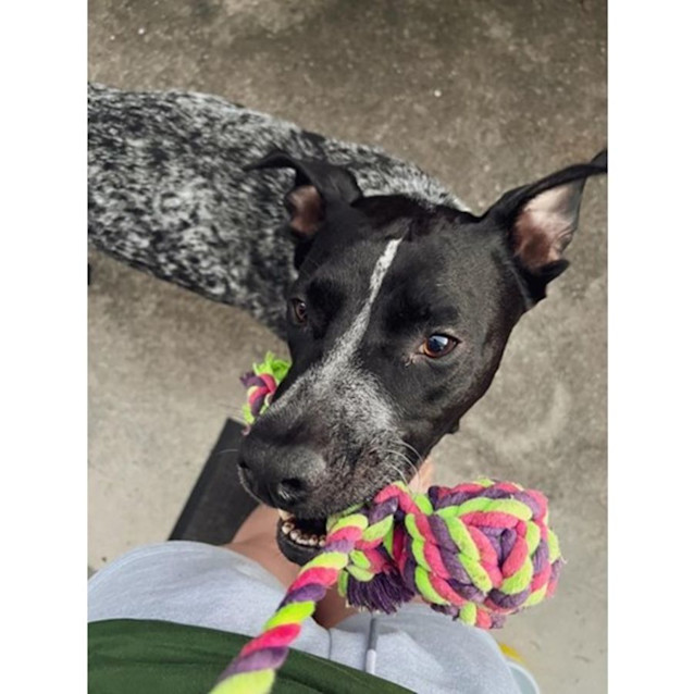 Photo of Seamus *$250 Adoption Fee*