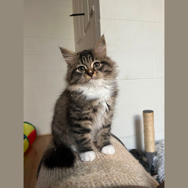 Photo of Aurora Meet Me@Petstock Chelsea Store 