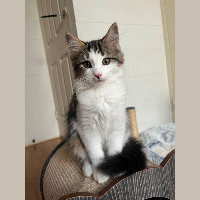 Photo of Dennis Meet Me At Petstock Chelsea Storw