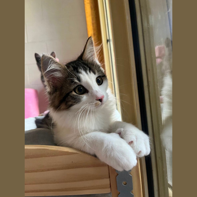 Photo of Dennis Meet Me At Petstock Chelsea Storw