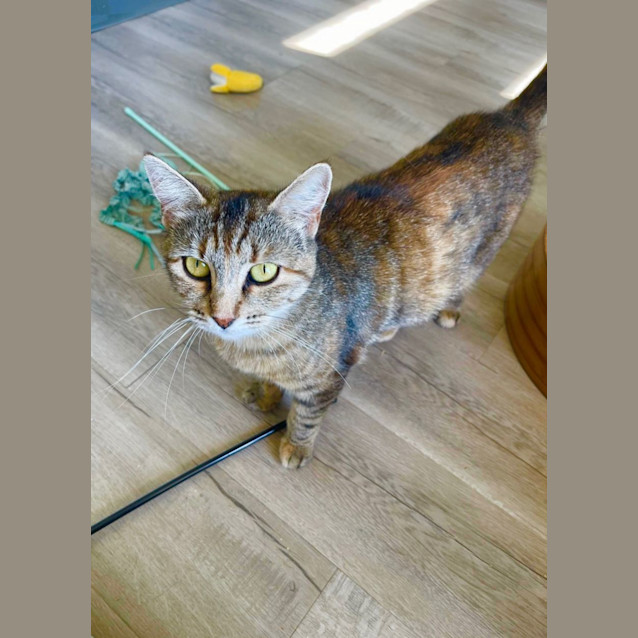 Photo of Sweetheart Juniper