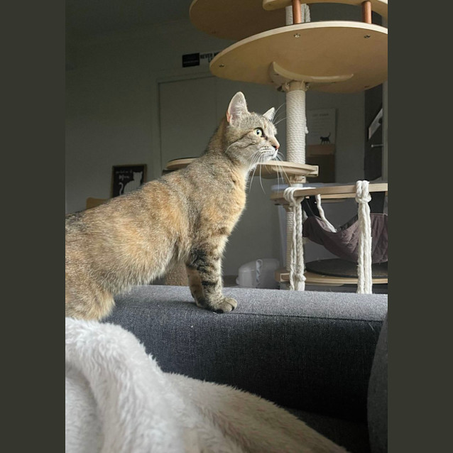 Photo of Sweetheart Juniper