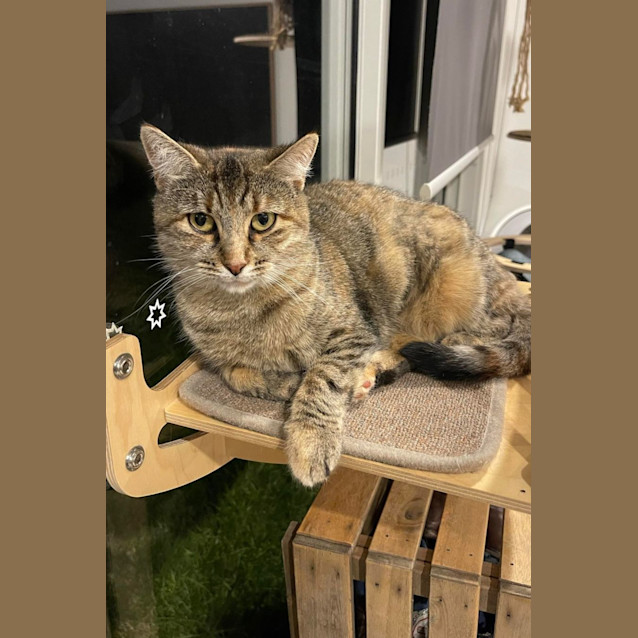 Photo of Sweetheart Juniper