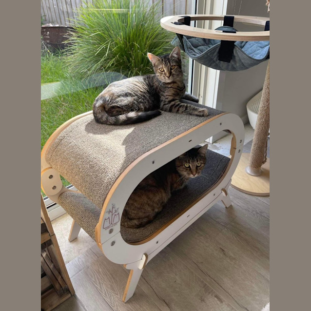 Photo of Sweetheart Juniper