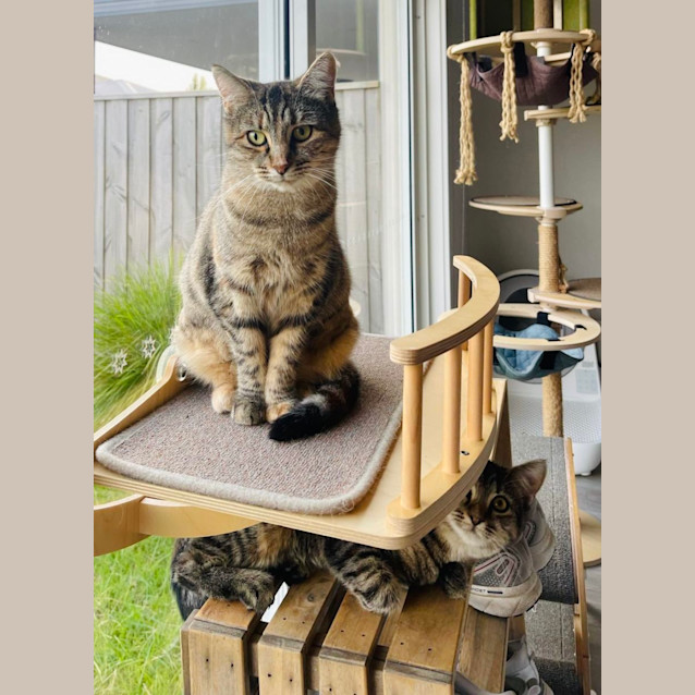 Photo of Sweetheart Juniper