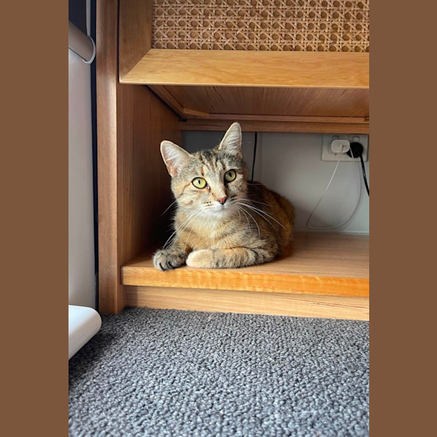 Photo of Sweetheart Juniper