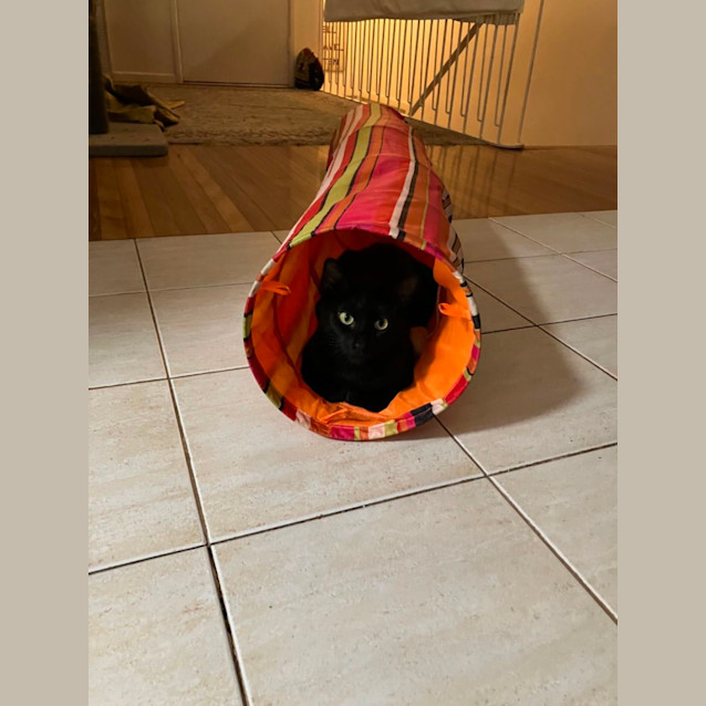 Photo of Attie