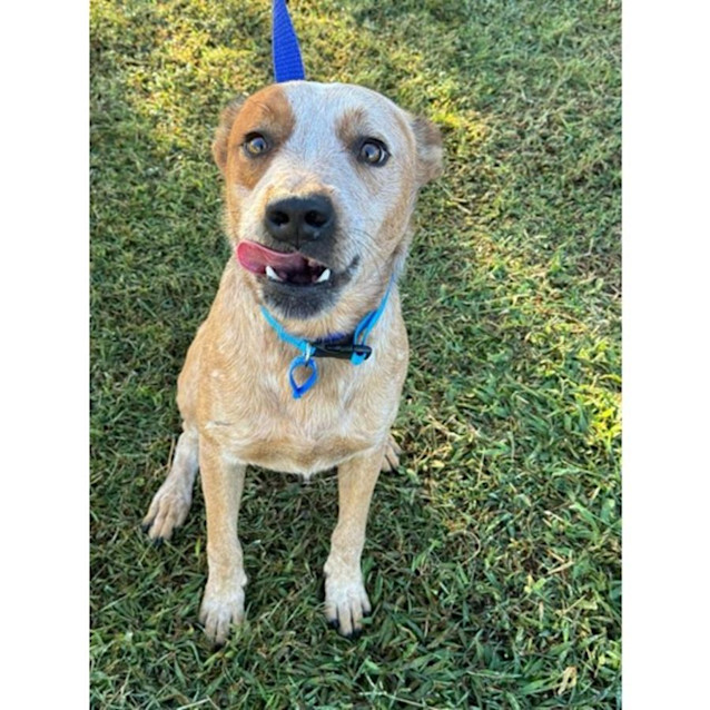 Photo of Banjo