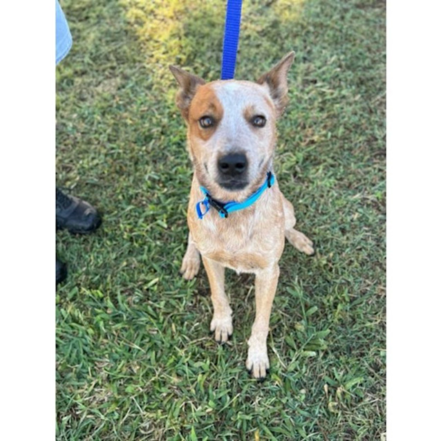 Photo of Banjo