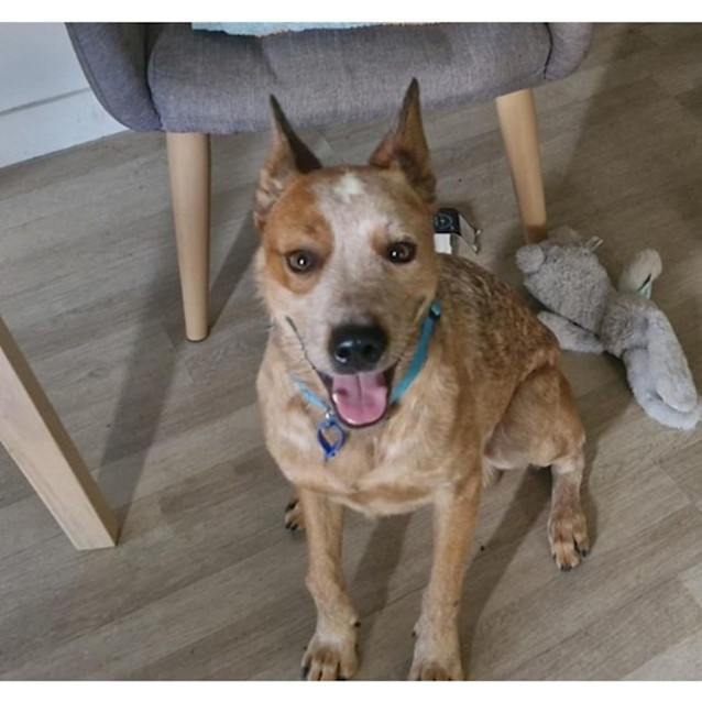 Photo of Banjo