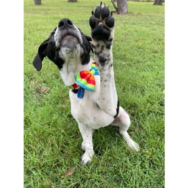 Photo of Gypsy