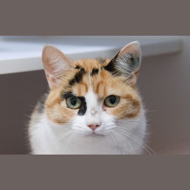Photo of Wonton