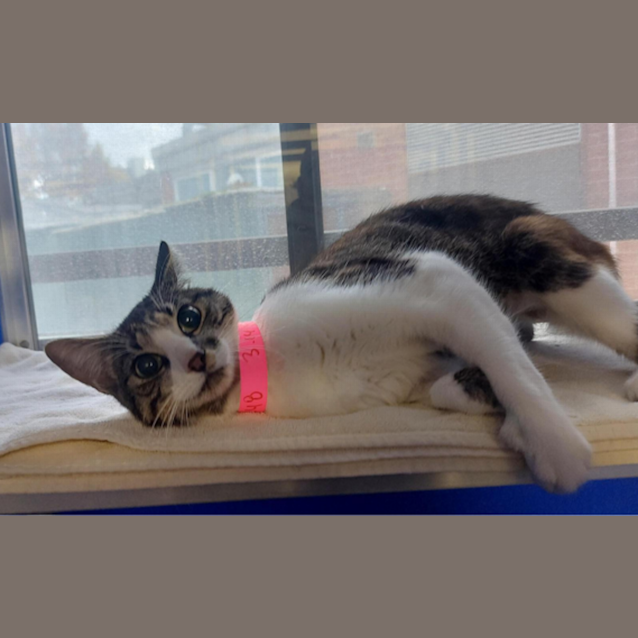 Photo of Peaches