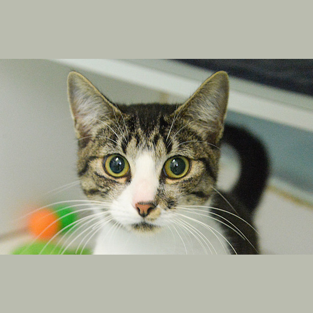 Photo of Peaches