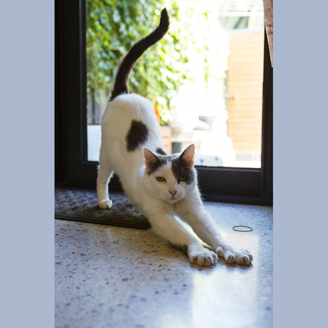 Photo of Smokey *9 Lives Project Rescue*