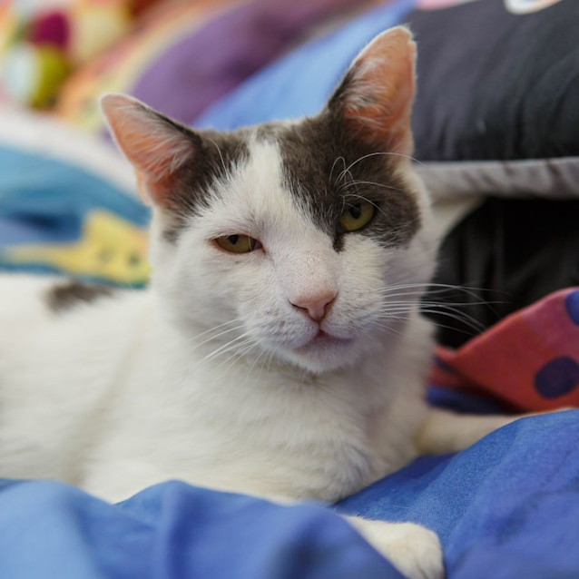 Photo of Smokey *9 Lives Project Rescue*