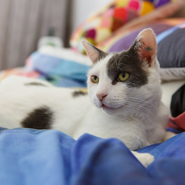 Photo of Smokey *9 Lives Project Rescue*