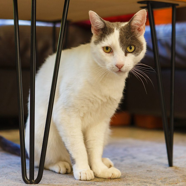 Photo of Smokey *9 Lives Project Rescue*