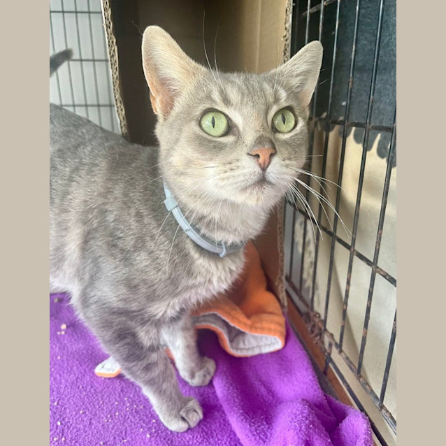 Photo of Daryl Strawberry (6568)