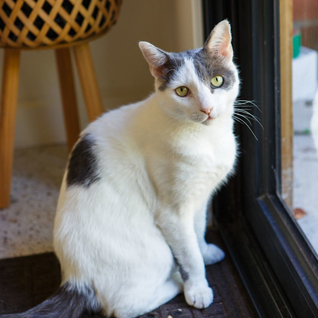 Photo of Smokey *9 Lives Project Rescue*