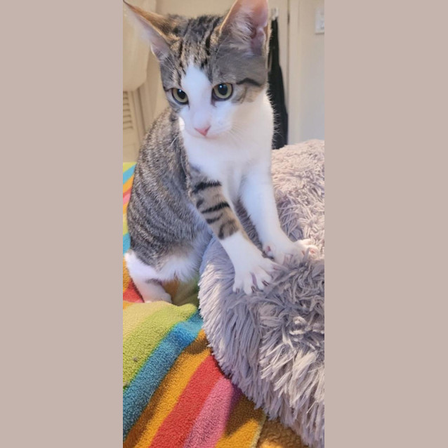 Photo of Ruby   In Store Pet Stock Geelong May 25