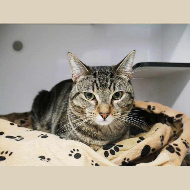 Photo of Mysterio Sua012658